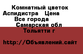 Комнатный цветок Аспидистра › Цена ­ 150 - Все города  »    . Самарская обл.,Тольятти г.